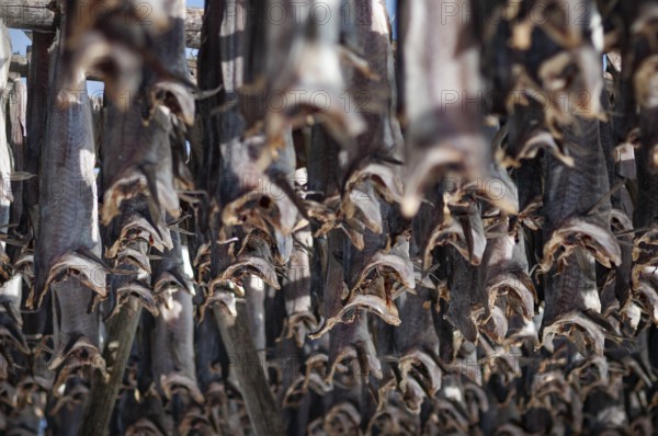 Cod from the Barents Sea, dried fish production, Reine, Lofoten Island Moskenesøya, Moskenesoya,