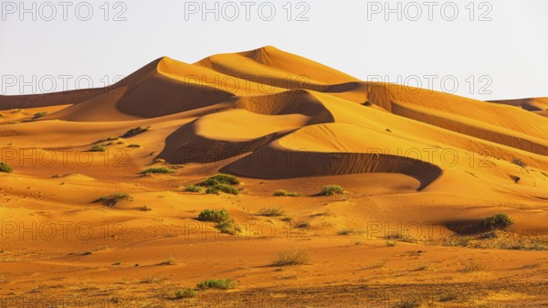 Wind-sculpted curved sand dunes in the Rub al Khali desert, Dhofar province, Arabian Peninsula,