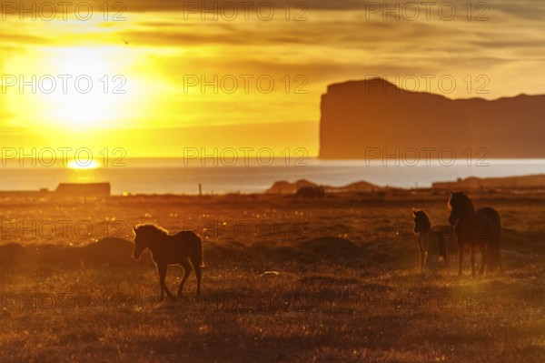 Foal and mare, Icelandic horses (Equus islandicus), coast, midnight sun, Hofsos or Hofsós,