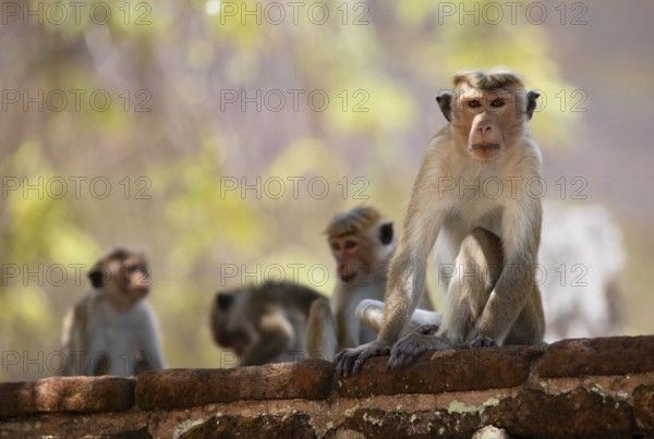 Ceylon hat monkeys (Macaca sinica) in the ruined city of Polonnaruwa, Central Province, Sri Lanka,