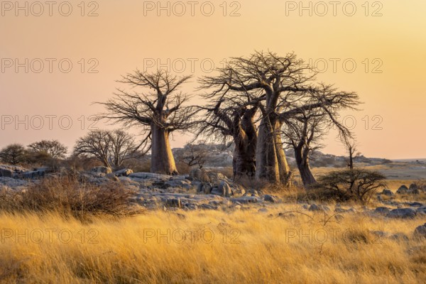 African baobab or baobab tree (Adansonia digitata), several trees at sunrise, Kubu Island (Lekubu),