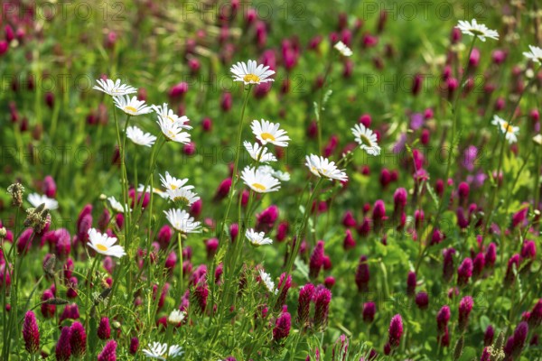 Flowering meadow with daisies (Leucanthemum) and incarnate clover (Trifolium incarnatum) in bloom,