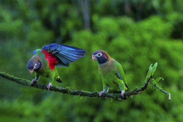 Two Brown-hooded Parrots (Pyrilia haematotis) sitting on a branch, one with open wings, Costa Rica,