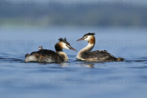 Great Crested Grebe (Podiceps Scalloped ribbonfish), pair with chicks in plumage swimming in the