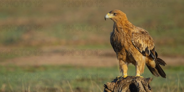 Spanish imperial eagle (Aquila adalberti), El Millaron Imperial Eagle Hid, Salorino, Extremadura