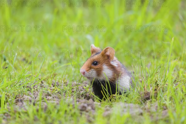 A European hamster (Cricetus cricetus), Eurasian hamster, black-bellied hamster or common hamster,