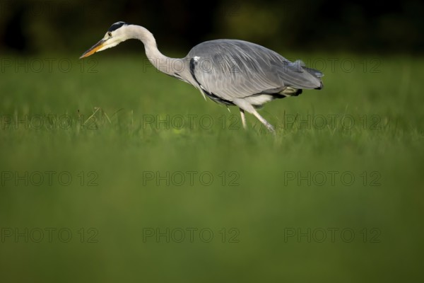 Grey heron (Ardea cinerea), animal portrait, Rosensteinpark, Stuttgart, Baden-Württemberg, Germany,