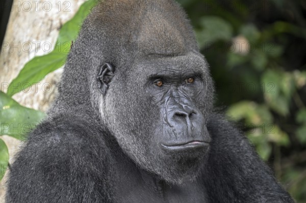 Western lowland gorilla (Gorilla gorilla gorilla), portrait, Réserve Lésio-Louna nature reserve,