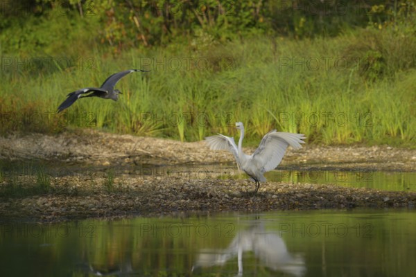 Great White Egret (Ardea alba), Grey Heron (Ardea cinerea), flies, water, shore, gravel, Lower