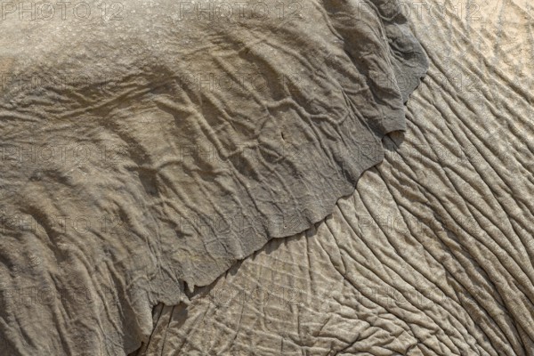 Ear and skin of a desert elephant (Loxodonta africana), detail, Huab dry river, Damaraland, Kunene