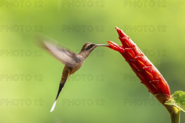 Long-billed Shadow Hummingbird (Phaethornis longirostris), Hummingbird (Trochilidae), Swiftbirds