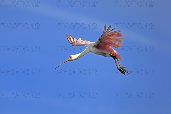 Roseate spoonbill (Platalea ajaja), adult, flying, St. Augustine, Florida, North America, USA,