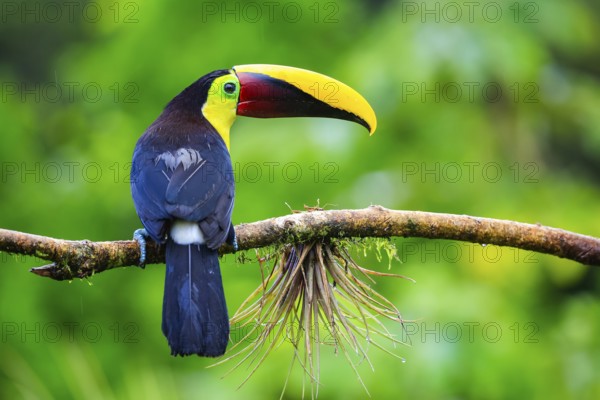 Golden-throated Toucan (Ramphastos ambiguus), Toucans (Ramphastidae), Laguna del Lagarto Lodge,