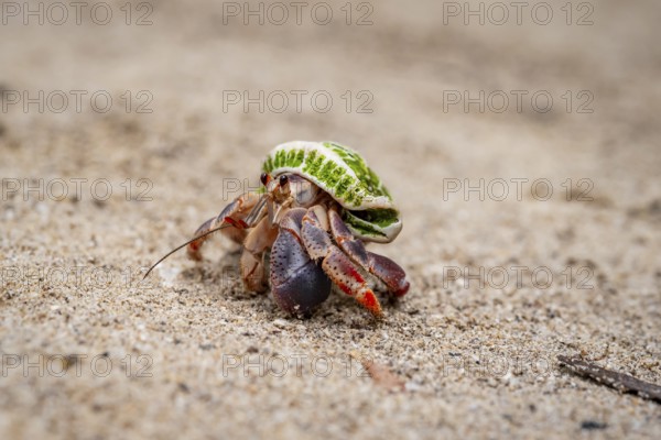 Caribbean hermit crab (Coenobita clypeatus), in the sand on the beach, Parque Nacional Cahuita,