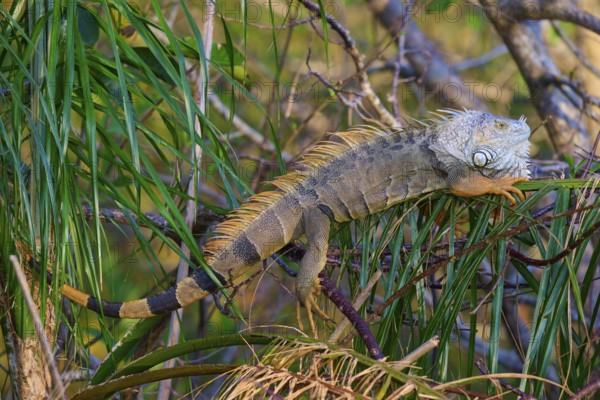 Common green iguana (Iguana iguana), Wakodahatchee Wetlands, Delray Beach, Florida, USA, North