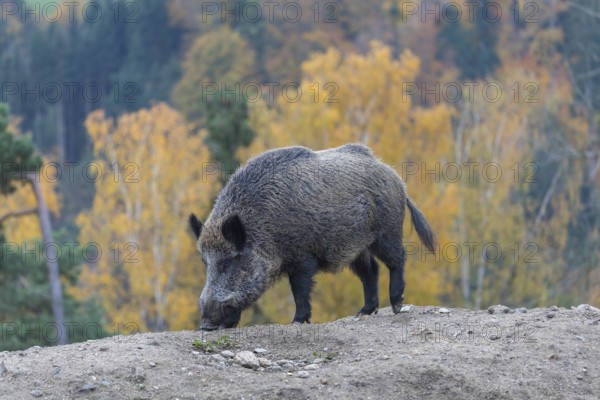 One wild boar or wild pig (Sus scrofa), walking over an opening in early morning light, searching