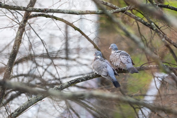 2 wood pigeons (Columba palumbus) sitting on a tree, pair, Coswig, Saxony, Germany, Europe