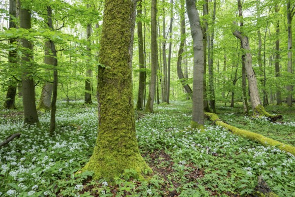 Near-natural deciduous forest with flowering wild garlic (Allium ursinum), tree and deadwood