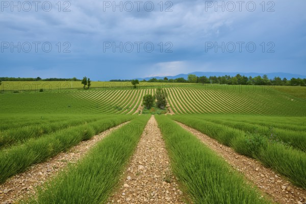 Extensive lavender field (Lavandula), scattered trees, mountains in the background, overcast sky,