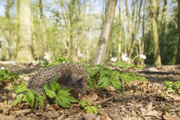 European hedgehog (Erinaceus europaeus) adult animal in a woodland in spring, England, United