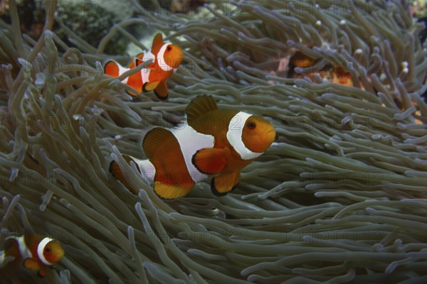 Three Ocellaris Clownfish (Amphiprion ocellaris) cavorting between the dense tentacles of a sea