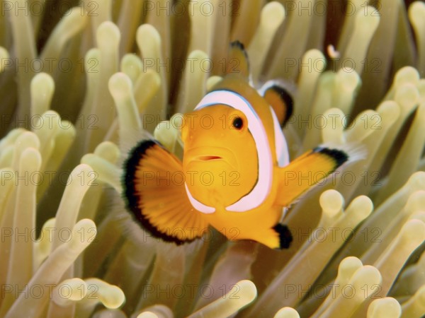 Portrait of Ocellaris Clownfish (Amphiprion ocellaris), Nemo, in bright colours in front of a