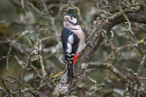 Great spotted woodpecker (Dendrocopos major) on an old pear tree with moss-covered branches,