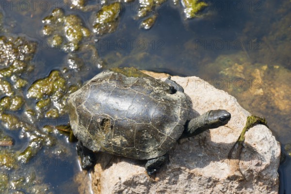 A turtle sunbathing on a rock in a body of water, turtle, Toroni, Torone, Sithonia, Chalkidiki,