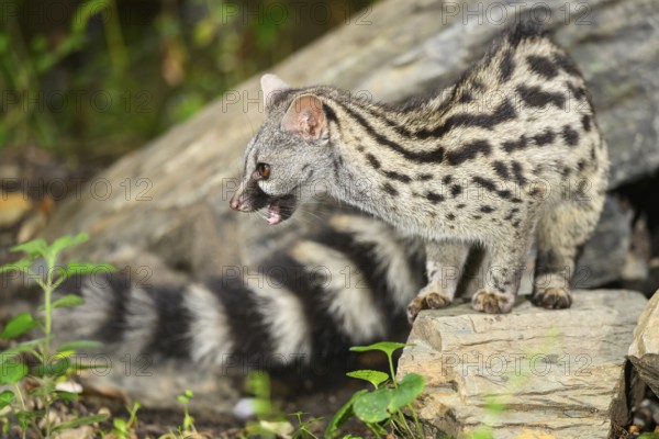 Common genet (Genetta genetta), wildlife in a forest, Montseny National Park, Catalonia, Spain,