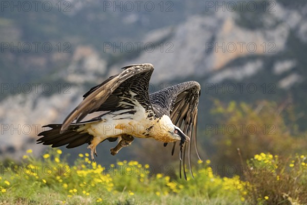 Bearded Vulture (Gypaetus barbatus) adult bird in flight with mountains in the backround, Pyrenees,