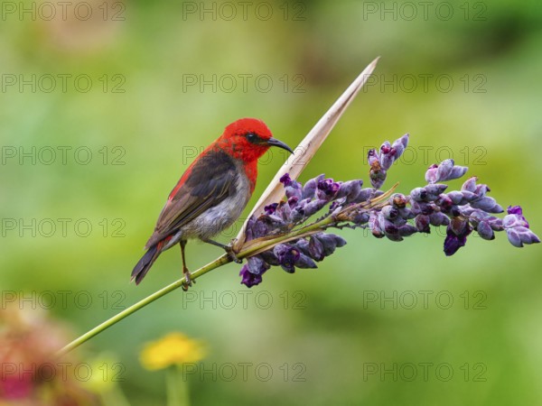 Sulawesi honeyeater (Myzomela chloroptera) red small bird on flower umbels, Sulawesi, Indonesia,