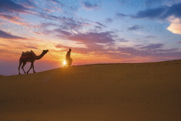 Indian cameleer camel driver bedouin with camel silhouettes in sand dunes of Thar desert on sunset.