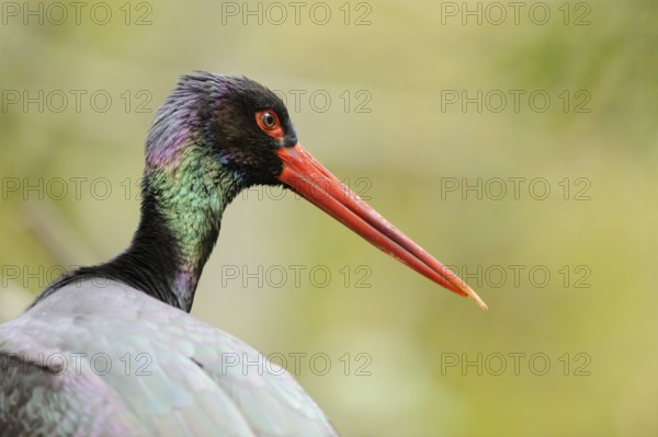 Portrait of a black stork with red beak and colourful neck against a green background, black stork