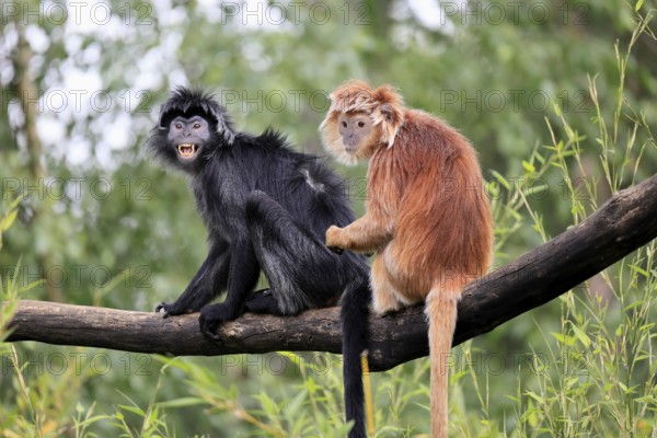 Javan lutung (Trachypithecus auratus), adult, sitting, two Javan lutung, social behaviour, on tree,