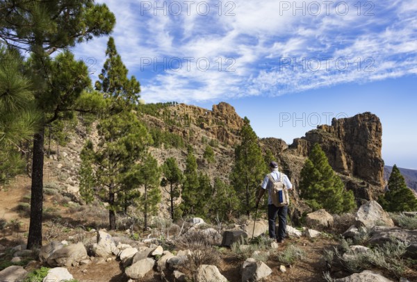 Hiker in the pine forest with view to the summit of Pico de las Nieves, Gran Canaria, Canary