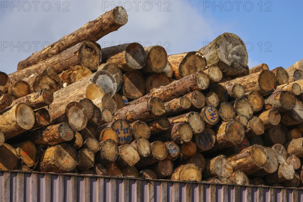 Duisburg, North Rhine-Westphalia, Germany, timber yard, logs stored for export in the Port of