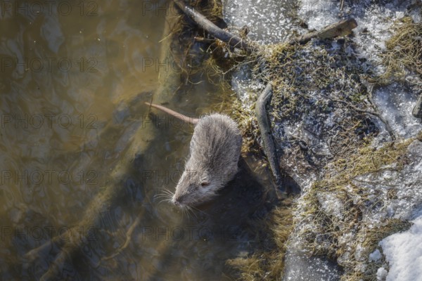 Hamm, North Rhine-Westphalia, Germany - Muskrat on the banks of the river Lippe, ice and snow on