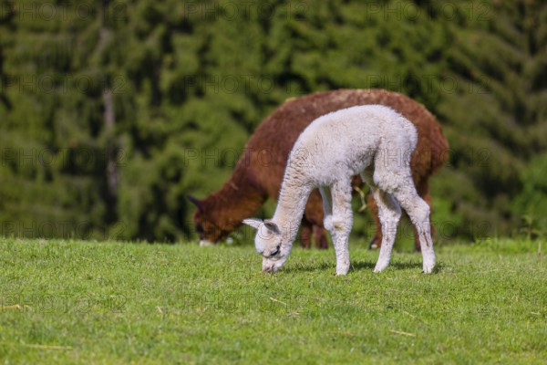 One brown female Alpaca (Vicugna pacos) stands with her young on a fresh green meadow . A green