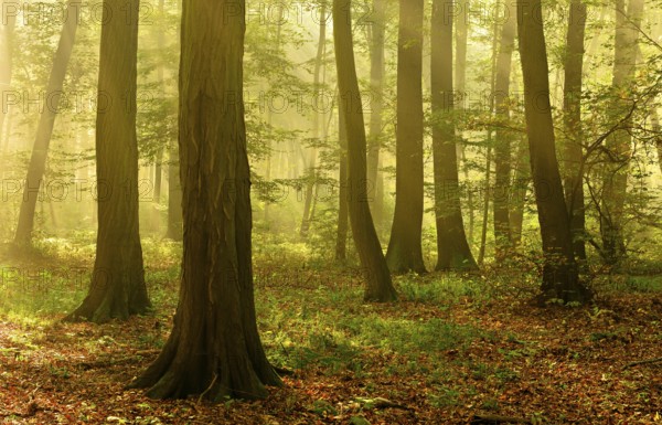 Morning atmosphere in the deciduous forest, sunbeams break through morning fog, Freyburg (Unstrut),