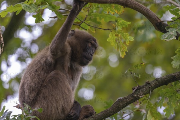 One female Gelada (Theropithecus gelada), or bleeding-heart monkey sitting high up in a tree