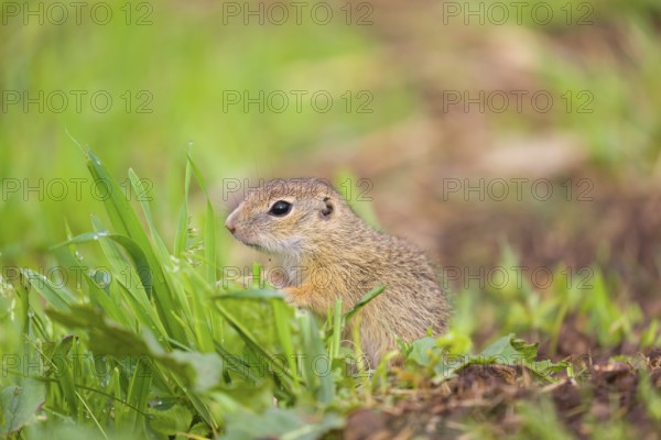 An adult European ground squirrel (Spermophilus citellus) or European souslik stands tall in a