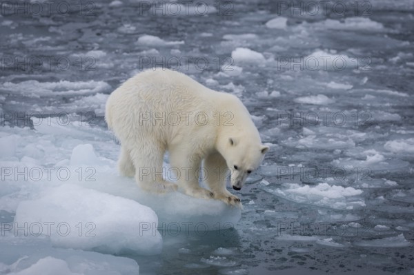 Polar bear (Ursus maritimus) on the pack ice at 82 degrees north, Spitsbergen Island, Svalbard and