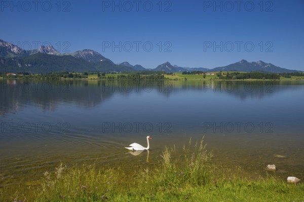 Hoeckerschwan (Cygnus olor), male adult bird swimming, Hopfensee, near Fuessen, Ostallgaeu,