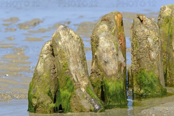 Old wooden groynes covered with algae and barnacles (Balanidae) on a sandy beach at low tide, North