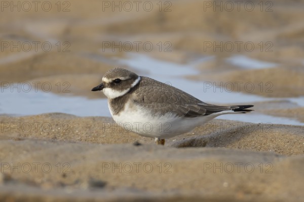 Ringed plover (Charadrius hiaticula) juvenile wading bird on a beach, Norfolk, England, United