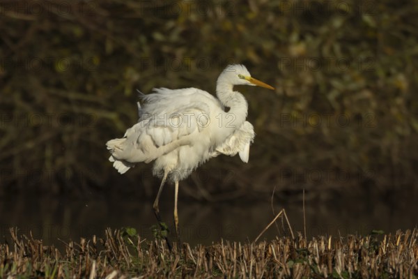 Great white egret (Ardea alba) adult bird shaking its feathers on an island in a lake, Suffolk,