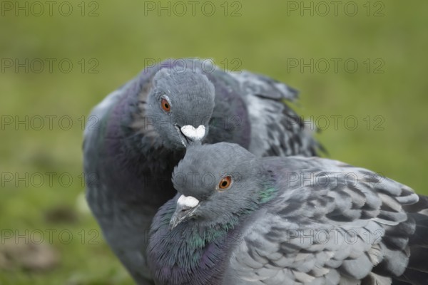 Feral pigeon (Columba livia domestica) two adult dove birds performing their courtship love