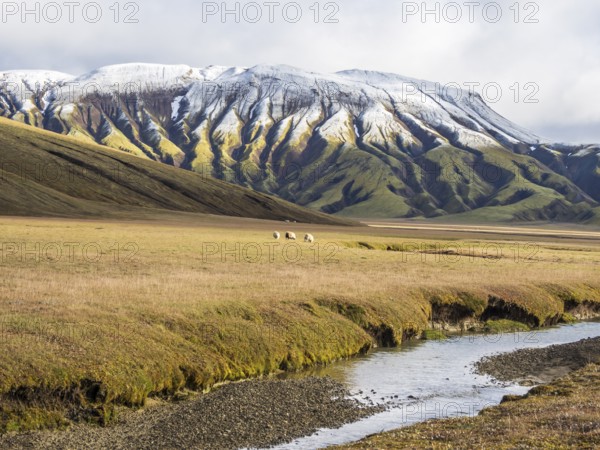 Sheep grazing in the open landscape, early snow on mountain range, along road Landmannaleid F225,
