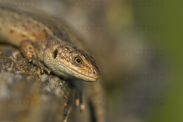 Common lizard (Zootoca vivipara) adult reptile basking on a wooden sleeper, England, United