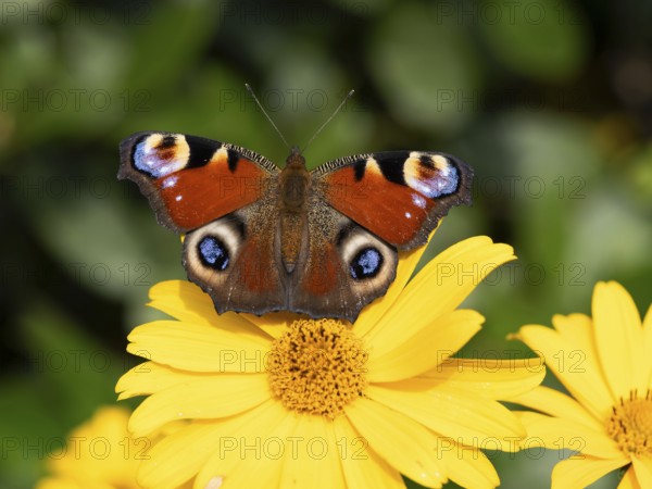 Peacock butterfly (Inachis Nymphalis io) on a flower of the sun-eye (Heliopsis), North